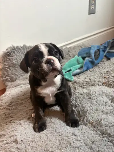 Frenchton  puppies -Only 2 puppies left -ready to go to new home, View more