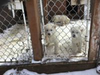 Purebred Alaskan Malamute pups