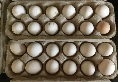 Fertilized Duck Eggs – $15/Dozen, View more