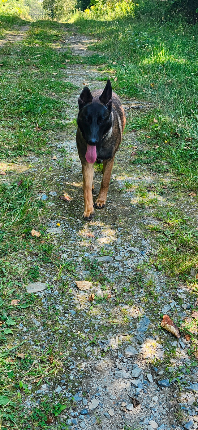 F ,  Berger Malinois dans Chiens et chiots à adopter  à Ville de Québec - Image 3