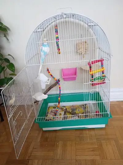 budgie for rehome, View more
