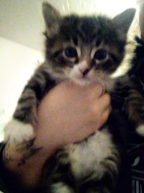 Chat Siamois Point De Lynx X Angora Chats Et Chatons A Adopter Granby Kijiji