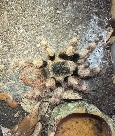 Nhandu coloratovillosus (Brazilian Black & White) – Female – 4”, View more