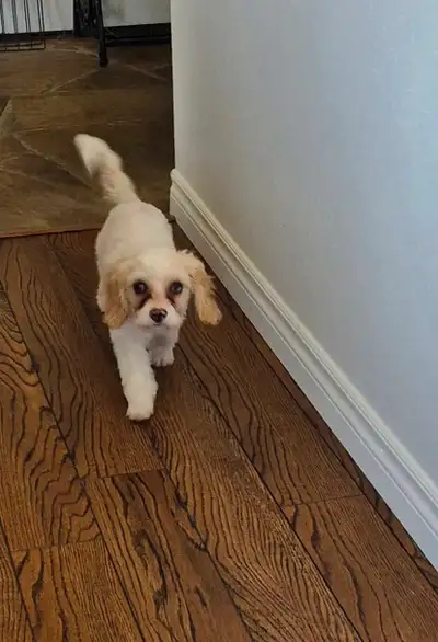 Oscar is ready to bring joy to his new family! For more details, please text **905-869-7296** Lookin...
