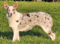 Red Merle and Red/White Border Collies