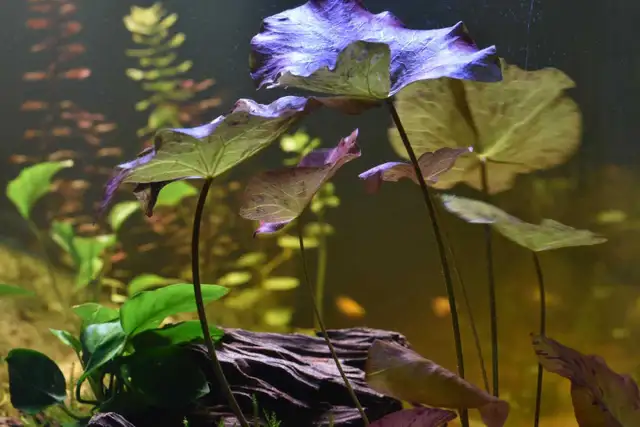 Red Tiger Lotus in Fish for Rehoming in Winnipeg - Image 4