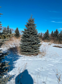 Colorado Spruce Trees For Sale