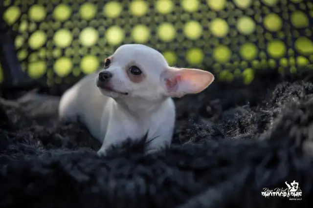 Magnifiques chiots chihuahua in Dogs & Puppies for Rehoming in Trois-Rivières - Image 9