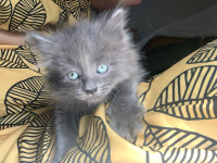 Nebelung Russian blue female 