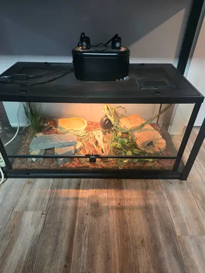 Baby palmetto corn snake with enclosure, View more