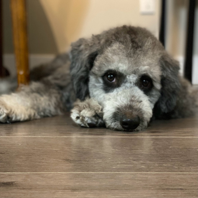 Aussie doodle actively seeking home (rehome) in Dogs & Puppies for Rehoming in Burnaby/New Westminster