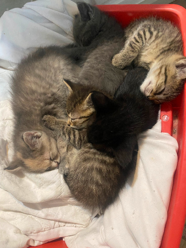 Maine Coon / Bengal kittens + new Maine Coon cross kittens in Cats & Kittens for Rehoming in Hamilton