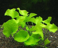Plante d'aquarium - Nymphoides hydrophylla 'Taiwan