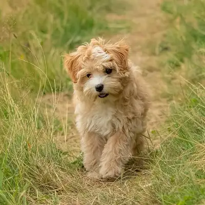 ** looking to adopt, View more