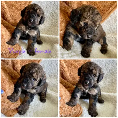 DNA and heath tested parents - clear ( Both clear mom and dad) We have a stunning litter of 9 mini B...