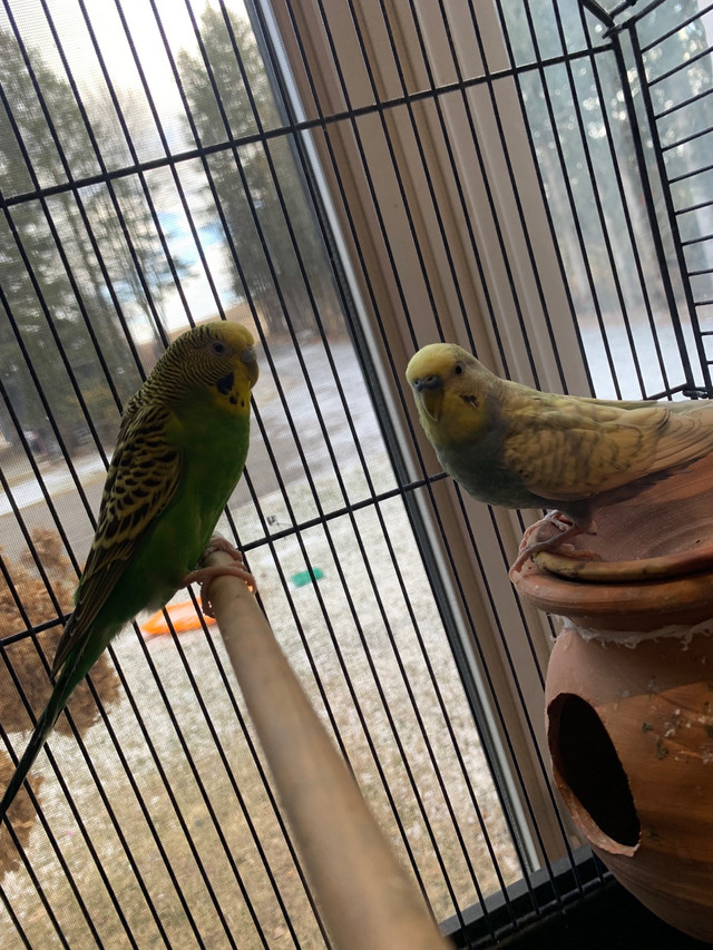 Beautiful budgies  in Other in La Ronge