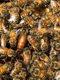 Honey Bee Nucs and Full Hives