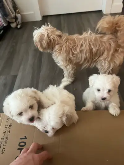 Maltese/Maltipoo puppies, View more