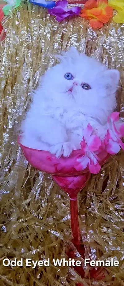 Exquisite Registered Persian & Exotic Kittens, View more