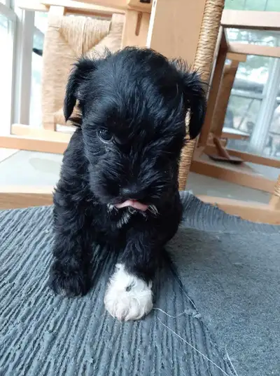 Adorables  schnauzer  nains, View more