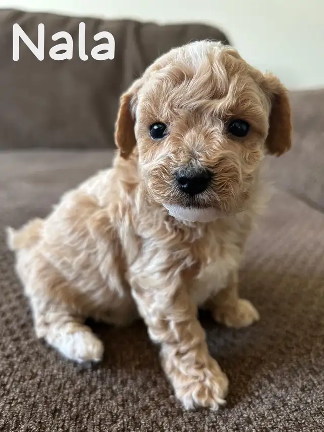 Mini Poodle puppies in Dogs & Puppies for Rehoming in Winnipeg - Image 6