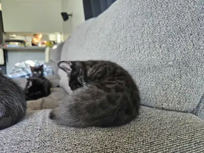 Savannah x Bengal kittens, View more