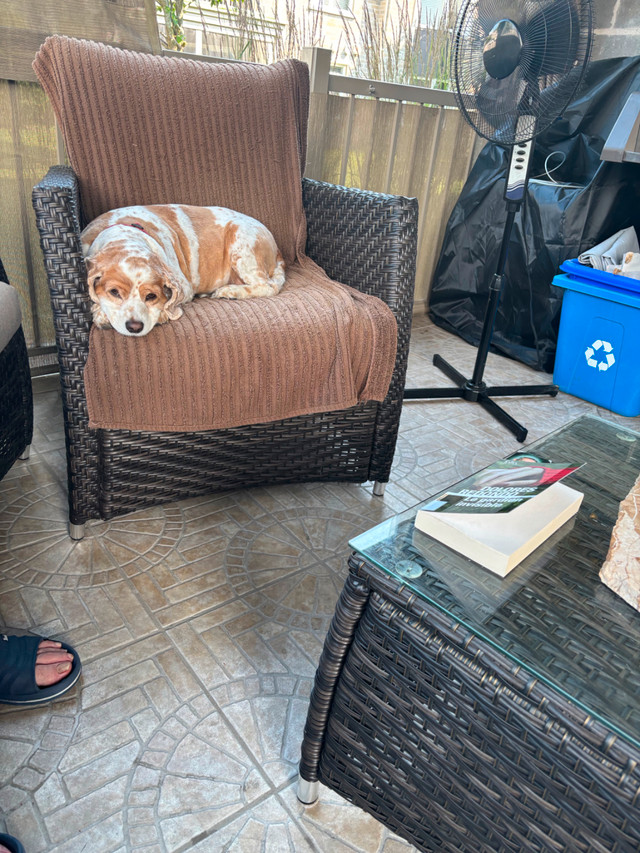 Épagneul anglais recherche famille dans Chiens et chiots à adopter  à Laval/Rive Nord - Image 3