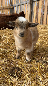 Pygmy/Nigerian goats for sale