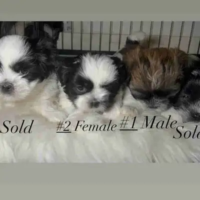 Pure Shih Tzu Puppies 2 Left! , View more