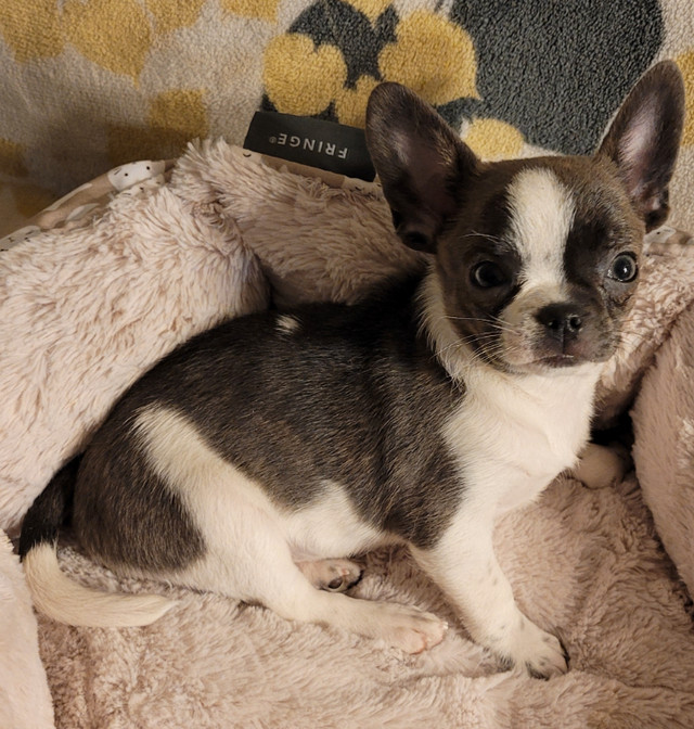 GORGEOUS  PUREBRED APPLE HEAD CHIHUAHUA in Dogs & Puppies for Rehoming in City of Toronto