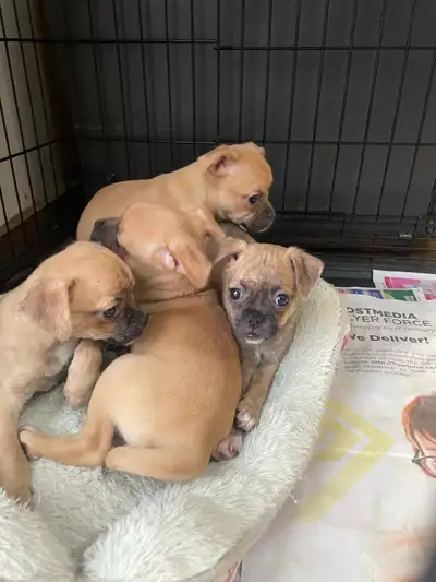 Chug puppies only 2 left, View more