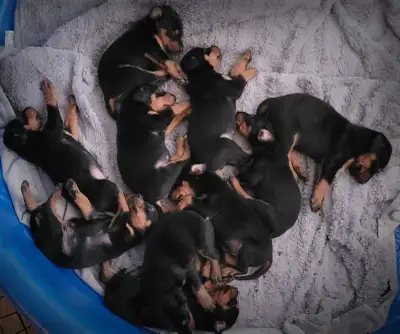 Doberman x Rottweiler, View more