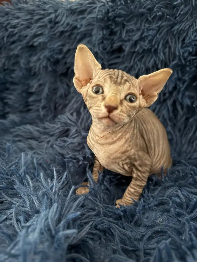 Sphynx Kittens Looking for Loving Homes in Cats & Kittens for Rehoming in Edmonton - Image 6