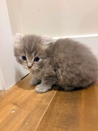 Highland lynx chaton, View more