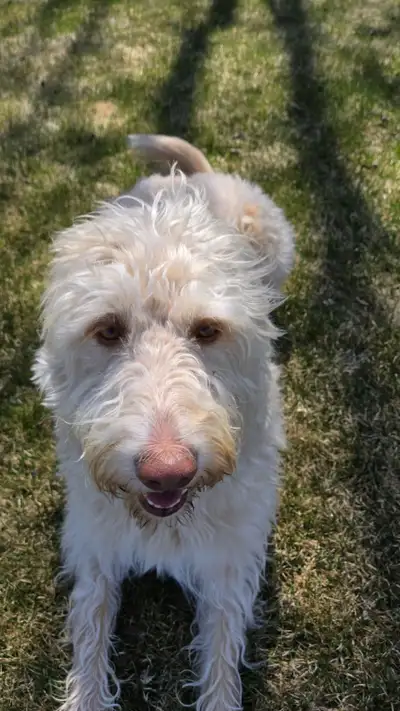 Second Haven Pet Boarding Your pet’s home away from home! Located on a spacious farm just minutes fr...