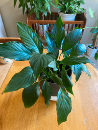 PEACE LILLY HOUSEPLANT