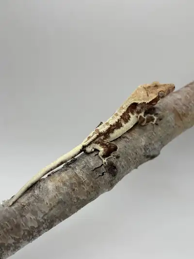 Red Lilly Male , View more