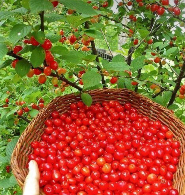 Nanking cherry seeds. Hardy zone 4-8. Delicious fruits in Plants, Fertilizer & Soil in Oshawa / Durham Region - Image 3