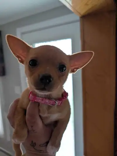 Chihuahua femelle née le 14 mars 2025. Prête à partir vers une nouvelle famille. Habitué avec petits...