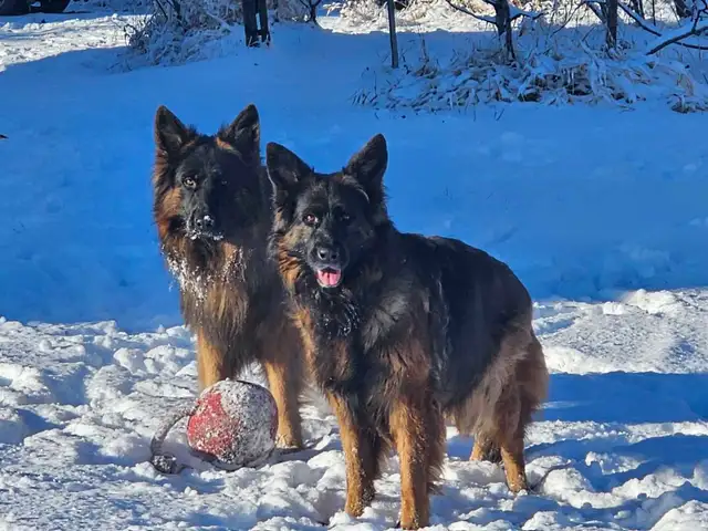 LongHaired German Shepherd Puppies From Kennel Vom Eistobel Dogs — free download
