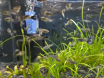 YOUNG GUPPIES, Voir plus