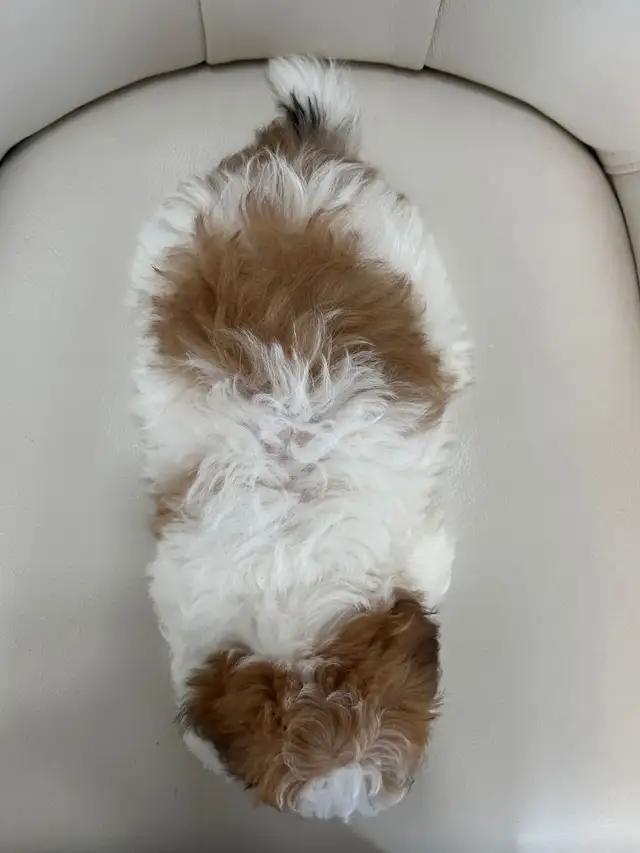 Malshi Puppies (Shih Tzu/Maltese) in Dogs & Puppies for Rehoming in City of Toronto - Image 3