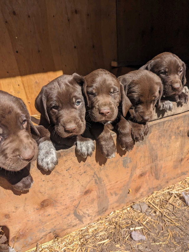 German short haired pointer puppies  in Dogs & Puppies for Rehoming in Edmonton