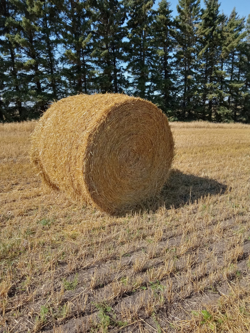 Barley straw Livestock Red Deer Kijiji