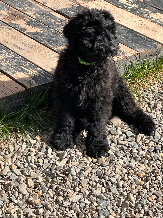 Male Bouvier puppy for sale non shedding  1500 in Dogs & Puppies for Rehoming in Whitehorse - Image 2
