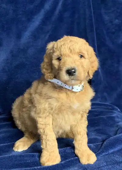 Beautiful Goldendoodle puppies available to new homes! Mom is goldendoodle and dad is standard poodl...