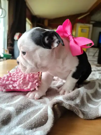 Magnifique Boston Terrier prêt à partir sevré, View more