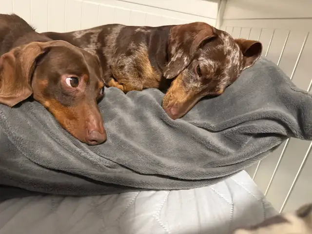 Miniature  Dachshund Puppies - one male chocolate pup available in Dogs & Puppies for Rehoming in Cambridge - Image 10