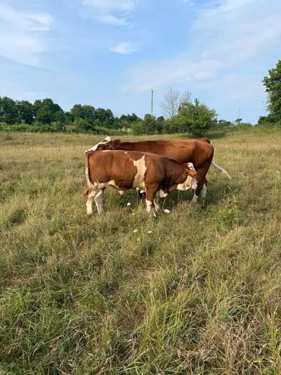 100% Fleckvieh Simmental Bull, View more