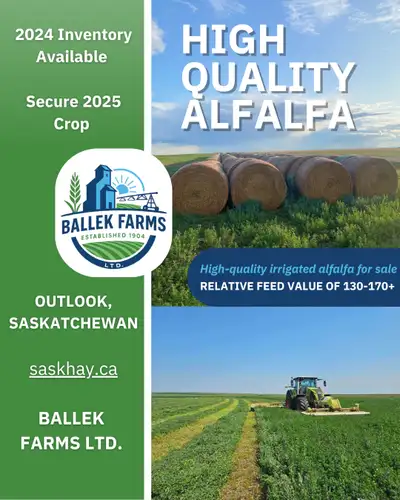 2024 and 2025 alfalfa forage hay for sale near Outlook, Saskatchewan Supreme and Premium grade avail...